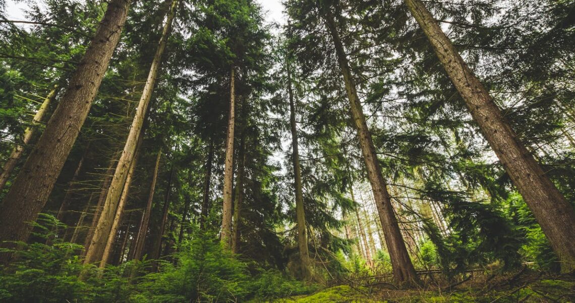 Redécouvrir la nature durable